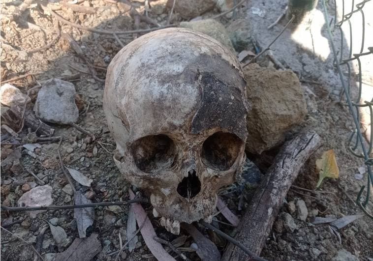 Gardener Bartolomé Gallego, "I saw that it was a skull and I was scared."