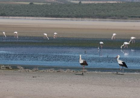 Imagen secundaria 1 - Malaga&#039;s famous flamingo lagoon dries up