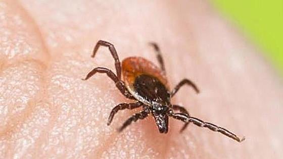 Early high temperatures bring forward appearance of summer pests