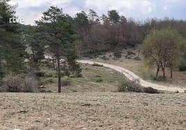 The wooded area where the two aircraft came down on Sunday.