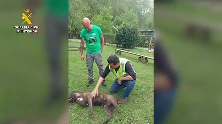 The only dog that survived the ordeal.