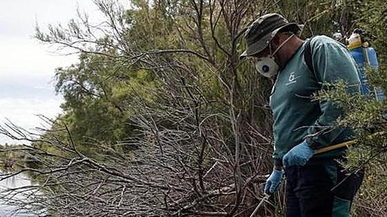 Junta to carry out mosquito numbers monitoring across Andalucía to prevent spread of West Nile fever virus