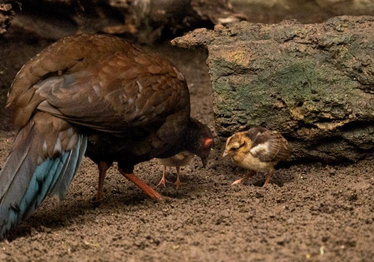Imagen principal - Two chicks of critically endangered bird species hatch at Bioparc Fuengirola