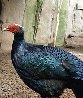 Imagen secundaria 2 - Two chicks of critically endangered bird species hatch at Bioparc Fuengirola