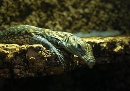One of the young dragons, born in March, at Bioparc Fuengirola.