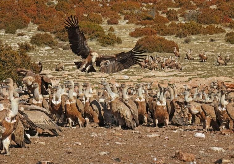 The Griffon vulture