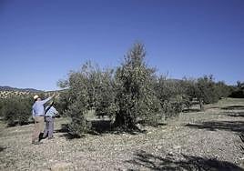 Farmers in an olive grove in Alozaina.