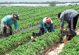 Strawberries in Huelva