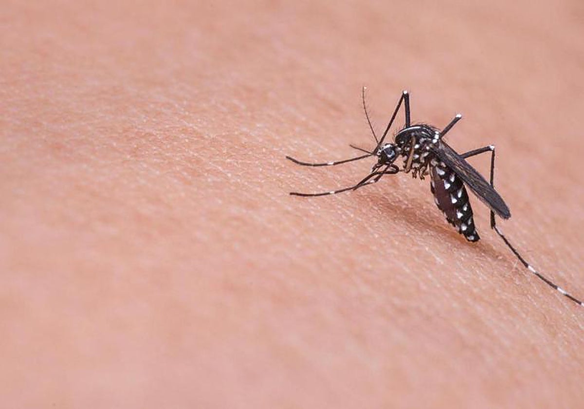 Mosquito Alert: how Spain's new app for the surveillance and control of these insects works