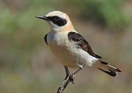 The black-eared wheatear.