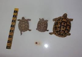 Three protected tortoise discovered in suitcase of man with arrest warrant against his name