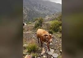 Video of the alleged attacker.