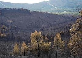 One of the hillsides burnt in mid-May in Extremadura