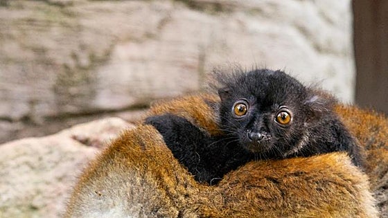 Surprise birth of endangered black lemur at Bioparc Fuengirola