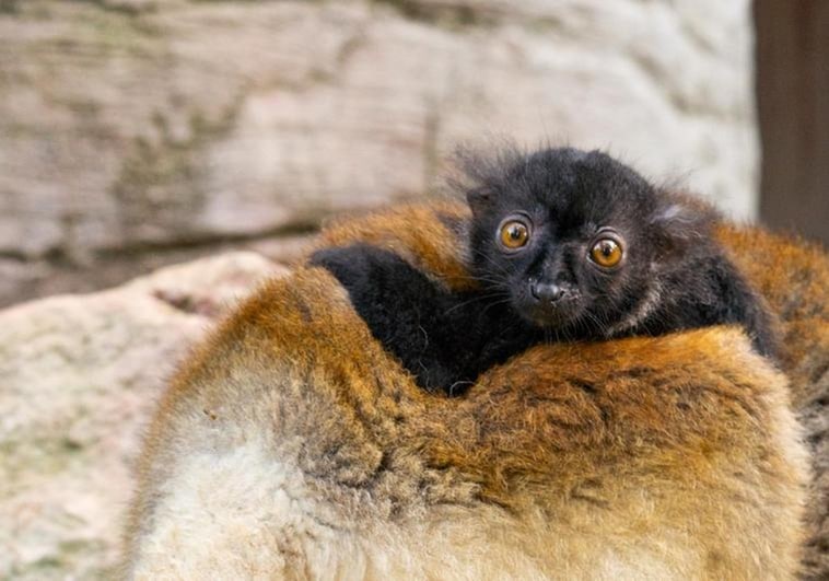 Surprise birth of endangered black lemur at Bioparc Fuengirola