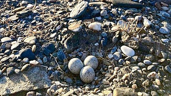 Part of Motril beach in Granada province closed to protect plover nests