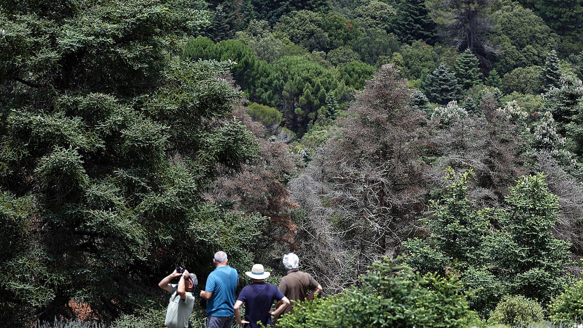 Drought in the Sierra de las Nieves: What will happen to the pinsapo firs? - Vimarsana News