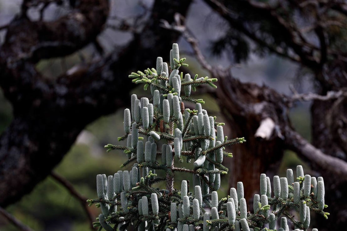 Drought and survival in the Sierra de las Nieves