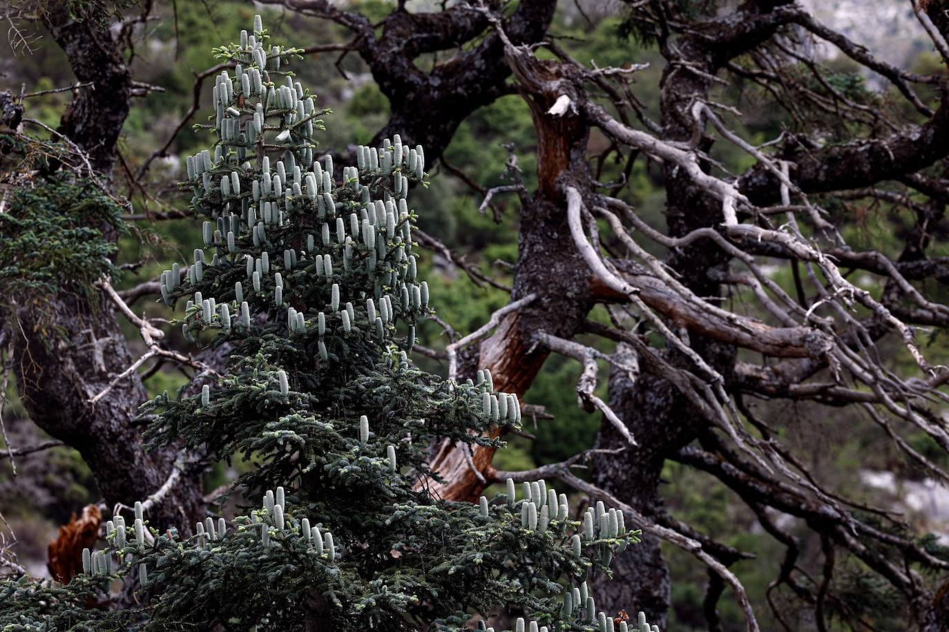 Drought and survival in the Sierra de las Nieves