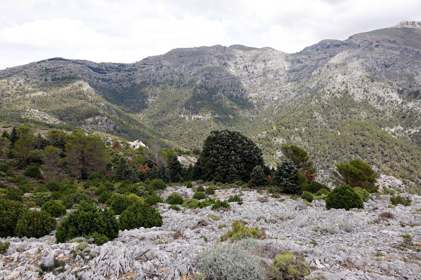Drought and survival in the Sierra de las Nieves