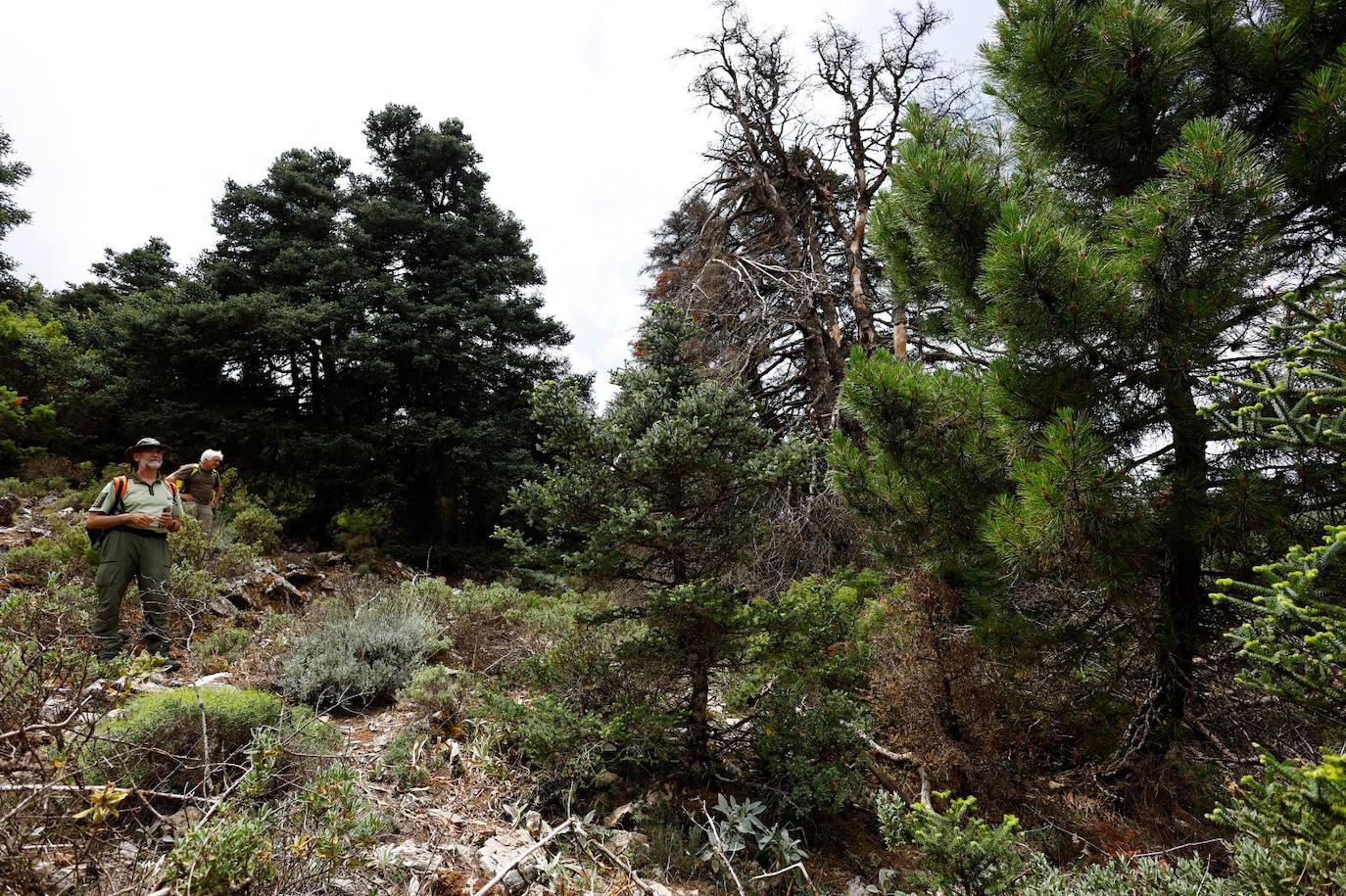 Drought and survival in the Sierra de las Nieves