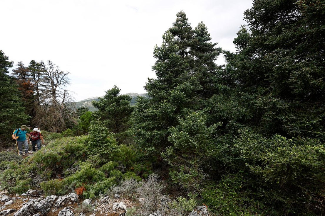 Drought and survival in the Sierra de las Nieves