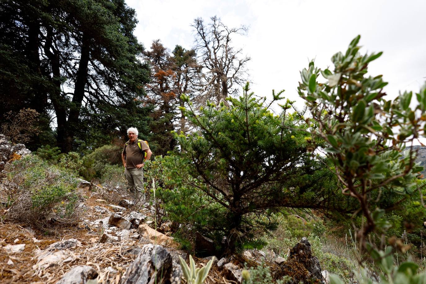 Drought and survival in the Sierra de las Nieves