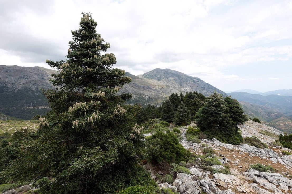 Drought and survival in the Sierra de las Nieves