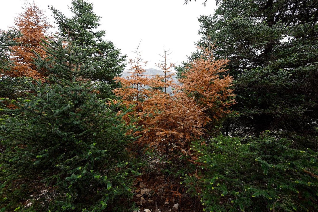 Drought and survival in the Sierra de las Nieves