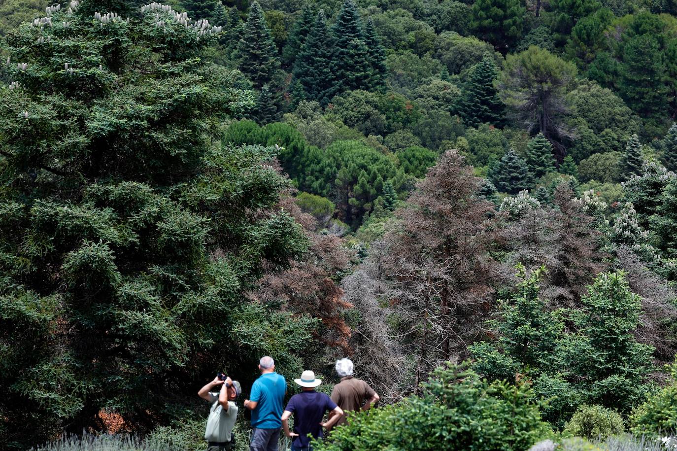 Drought and survival in the Sierra de las Nieves