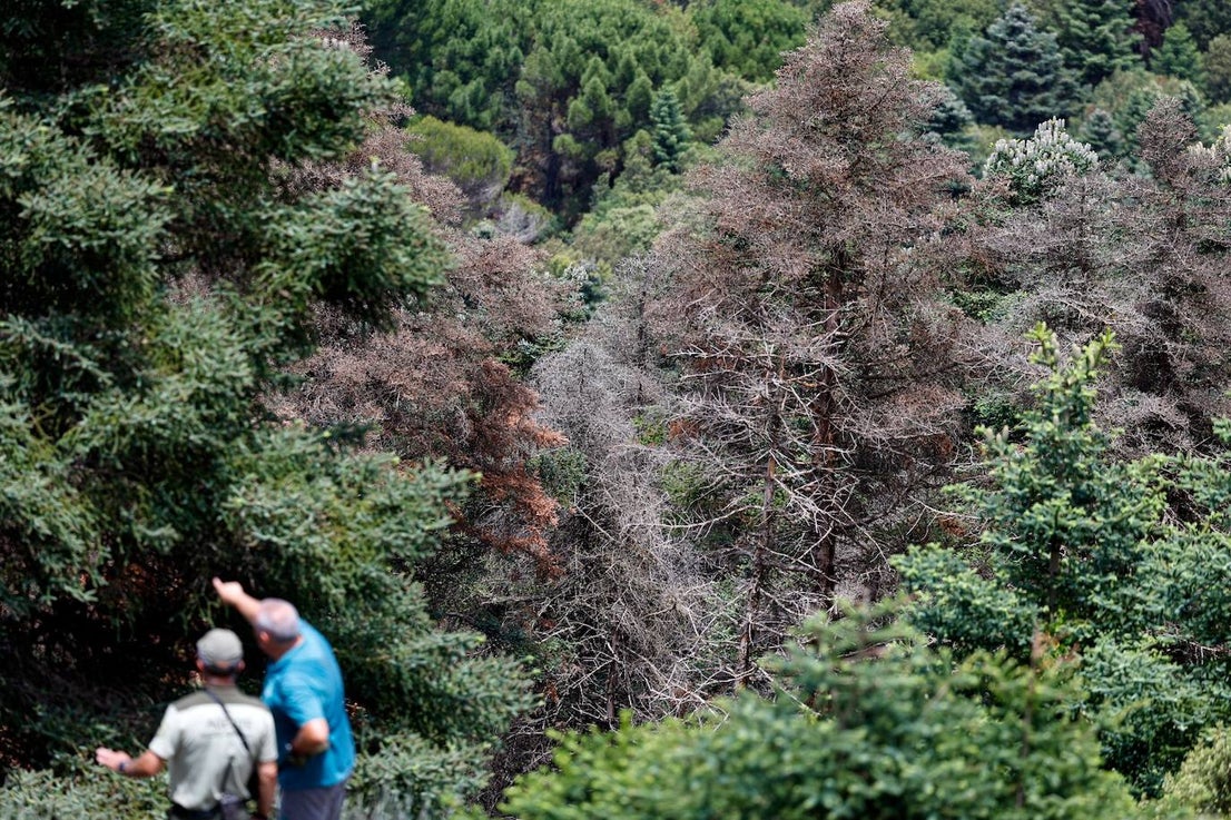 Drought and survival in the Sierra de las Nieves