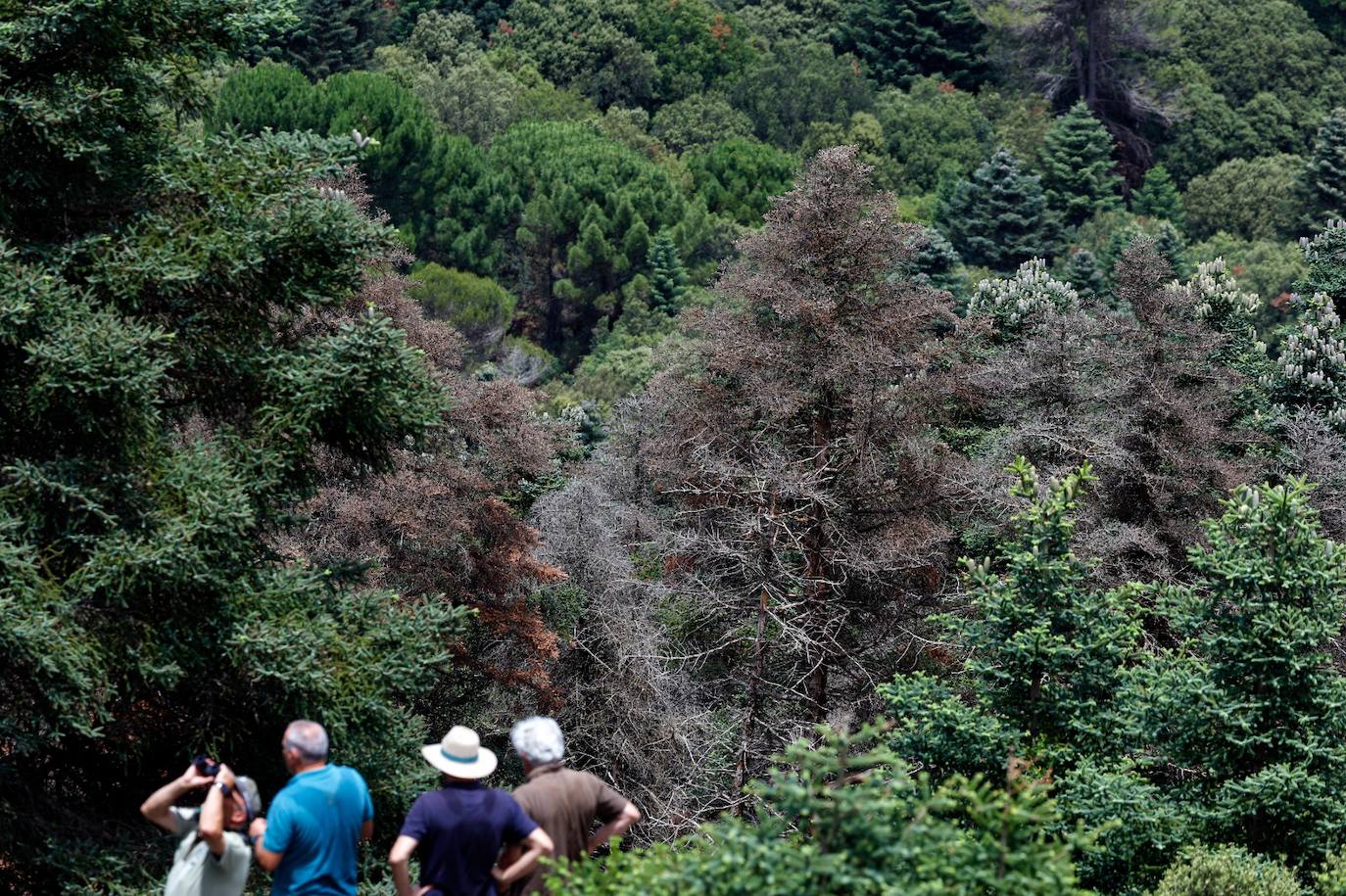 Drought and survival in the Sierra de las Nieves