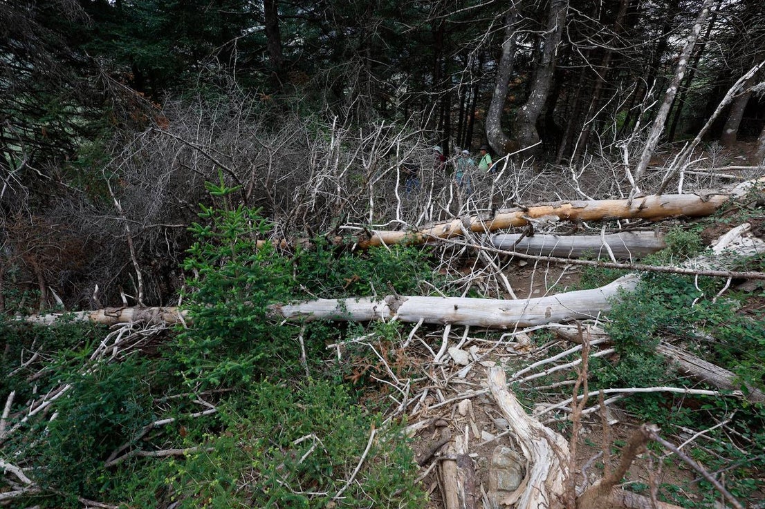 Drought and survival in the Sierra de las Nieves