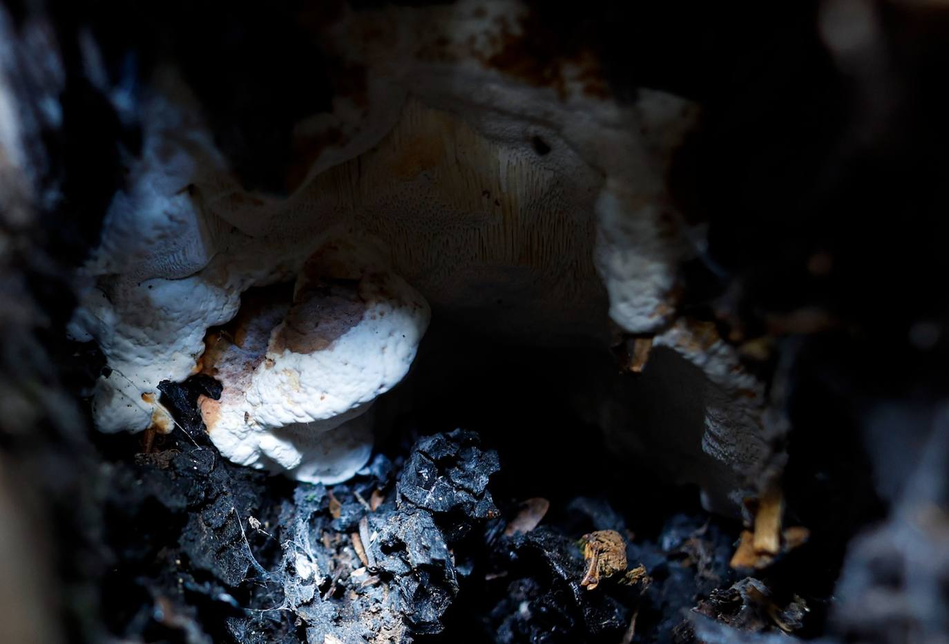 Drought and survival in the Sierra de las Nieves