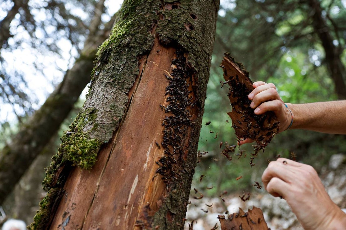 Drought and survival in the Sierra de las Nieves