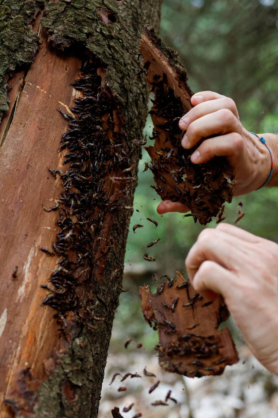 Drought and survival in the Sierra de las Nieves