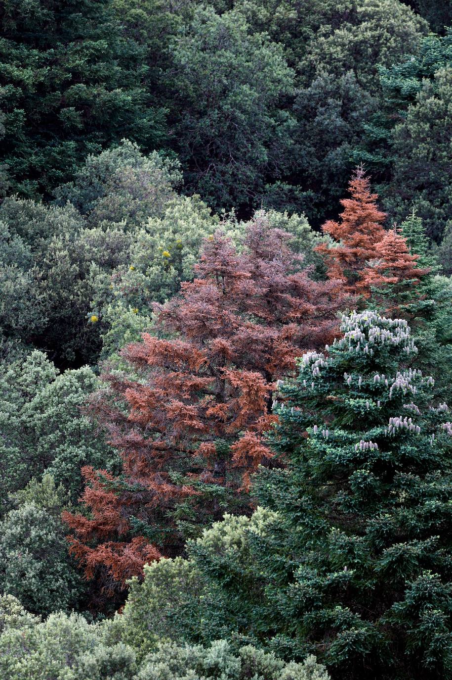 Drought and survival in the Sierra de las Nieves