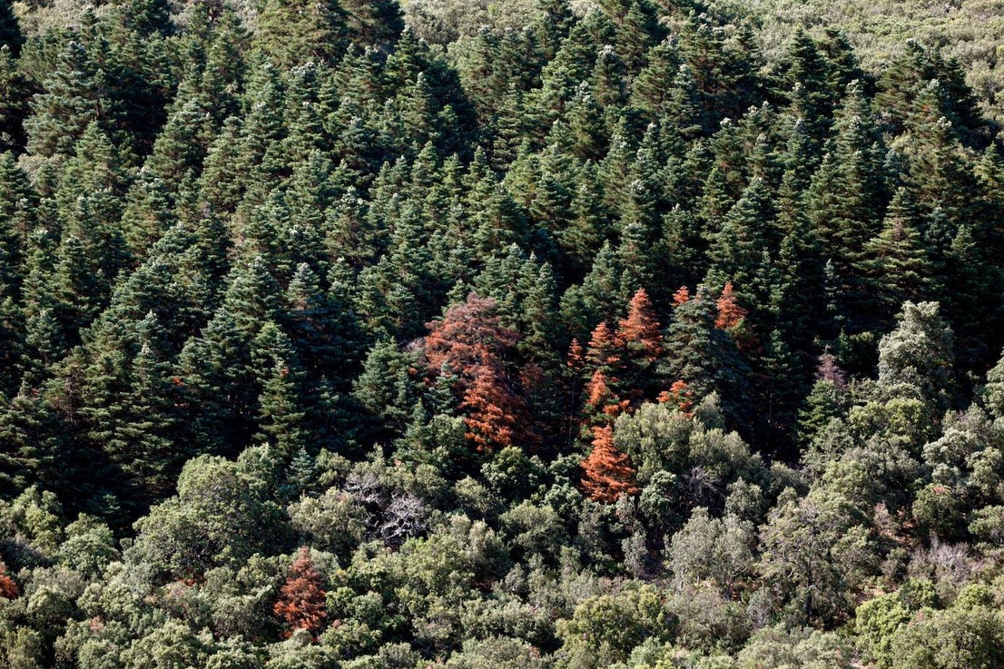 Drought and survival in the Sierra de las Nieves