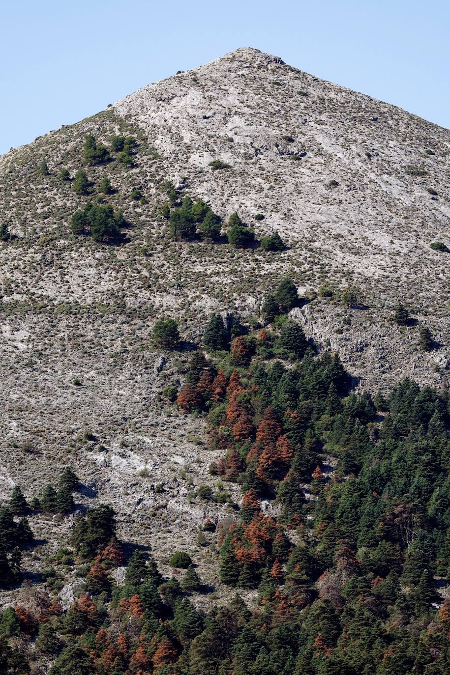 Drought and survival in the Sierra de las Nieves