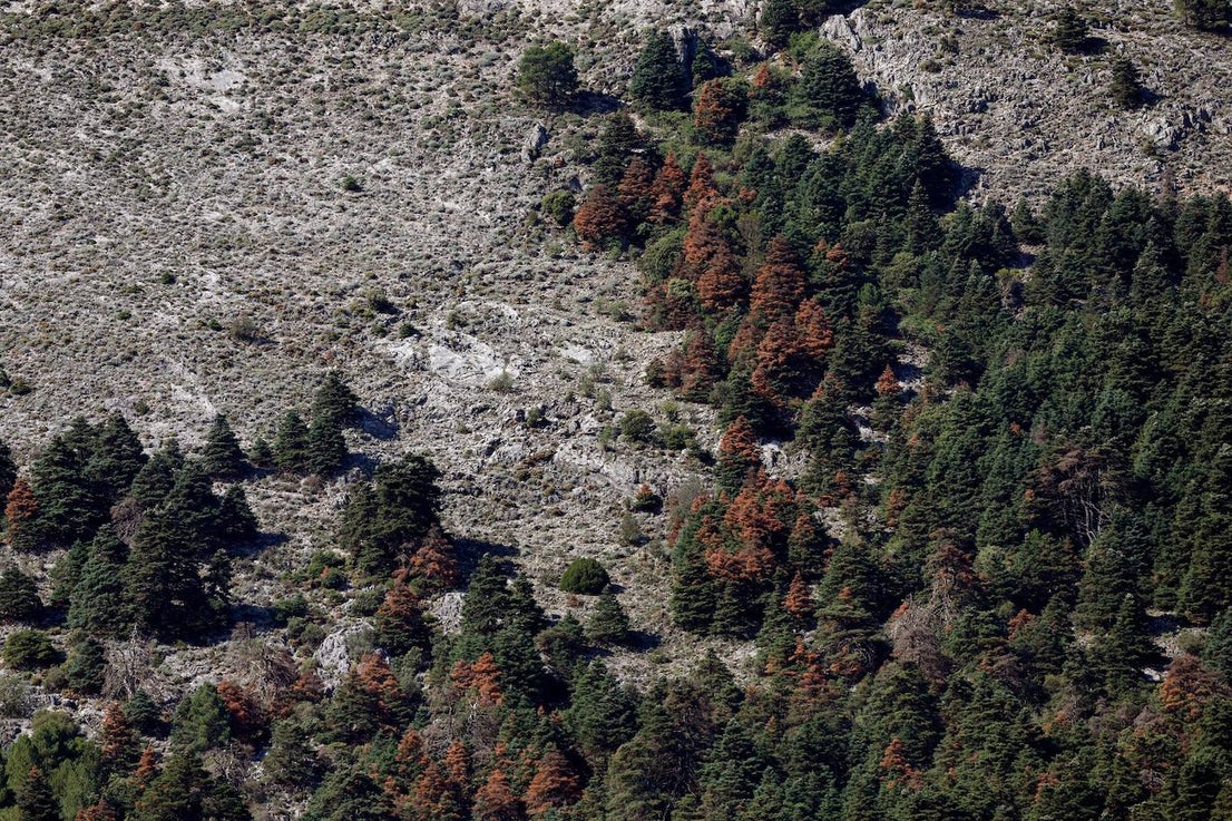 Drought and survival in the Sierra de las Nieves
