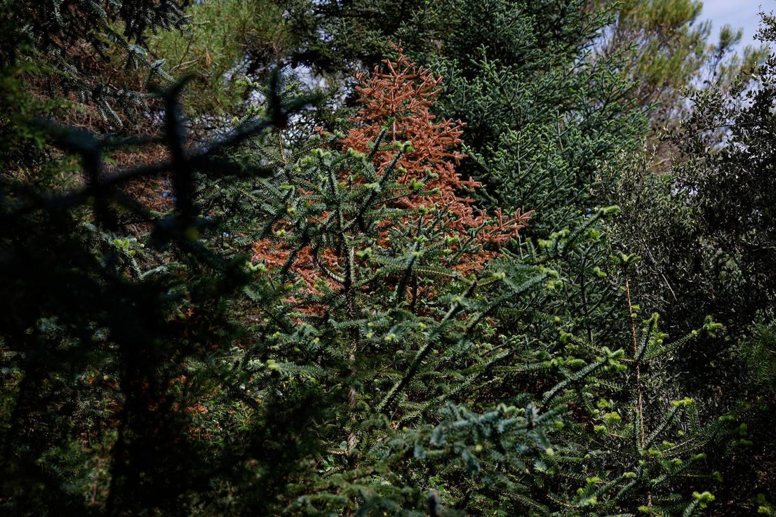 Drought and survival in the Sierra de las Nieves