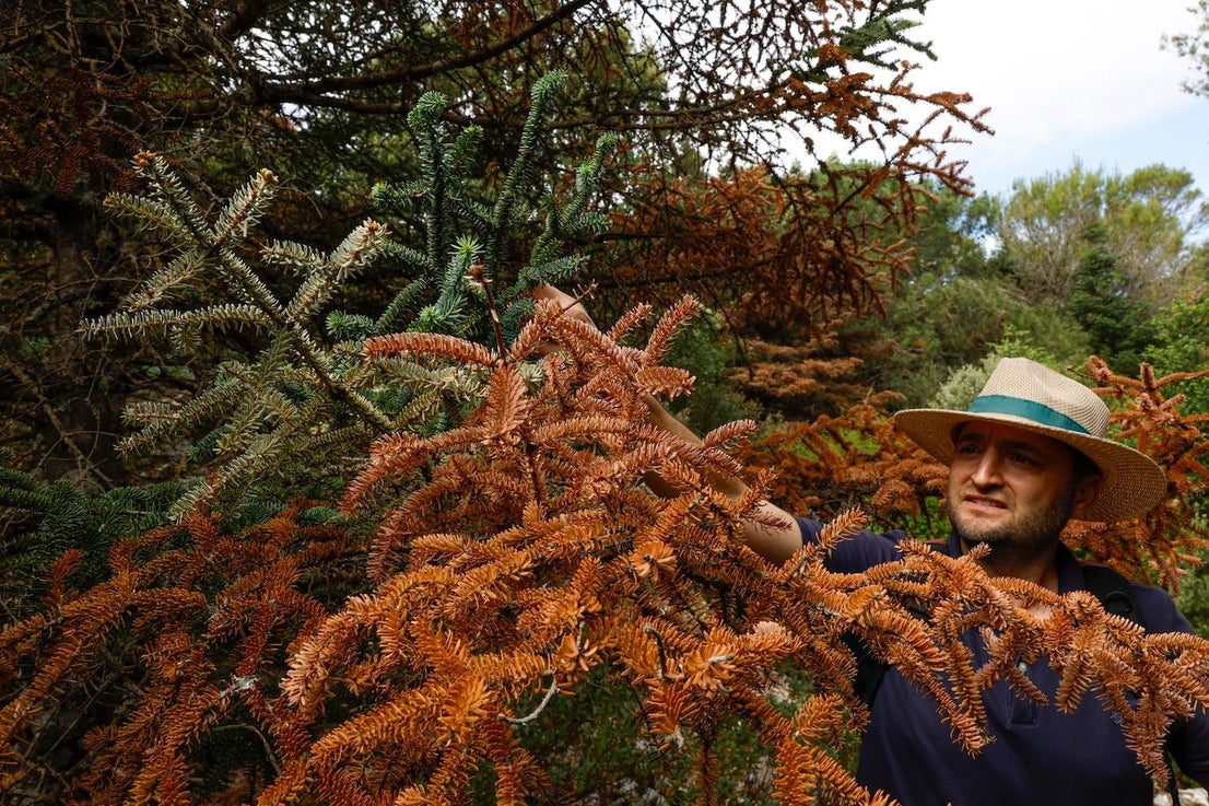 Drought and survival in the Sierra de las Nieves