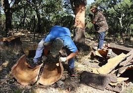 A file image of a previous cork harvesting season.