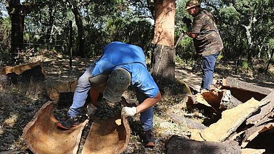 Ronda expects to earn 700,000 euros from the sale of cork from its woodlands