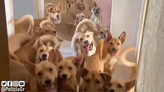 Watch as police rescue more than 30 dogs found living in an apartment in Granada