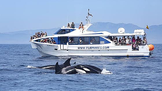 An afternoon of wind, waves and whale-watching