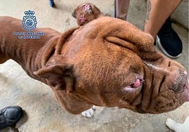 The state of one of the dogs that was rescued.