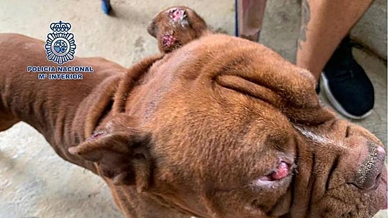 Police rescue 140 maltreated dogs from illegal kennels and puppy farms in Mijas