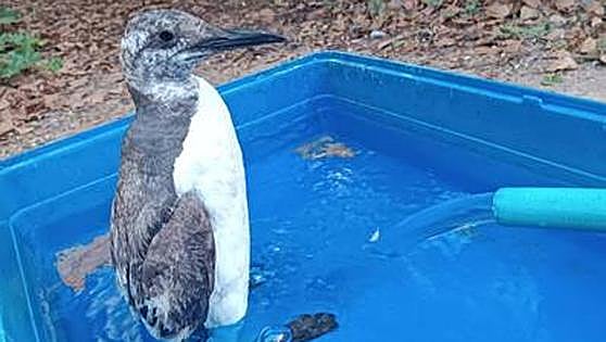 Bathers rescue unusual feathered visitor from a beach in Torremolinos