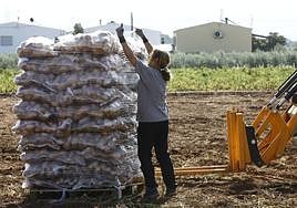 Workers harvesting potatoes in Antequera.